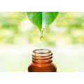 Other Plant Extracts